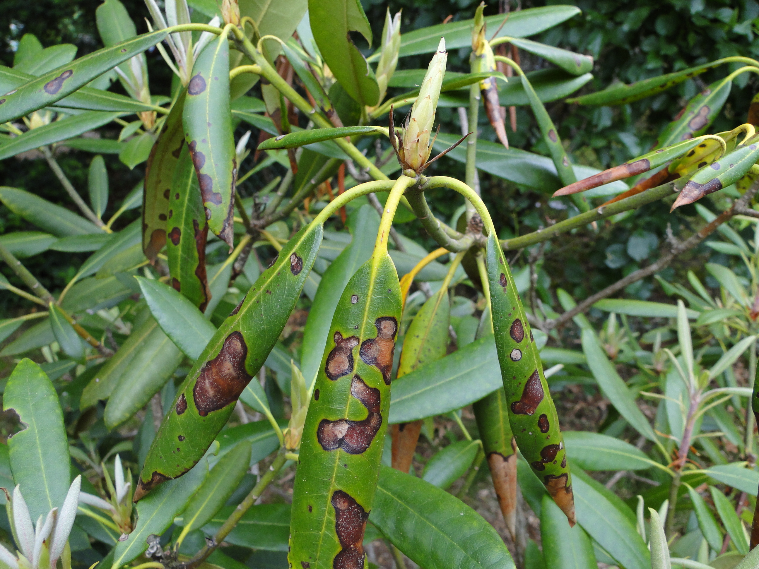 fungal leaf spot of rhododendron with brown spots on leaves
