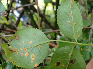 rose rust with orange sporulation on the lower surface of leaves