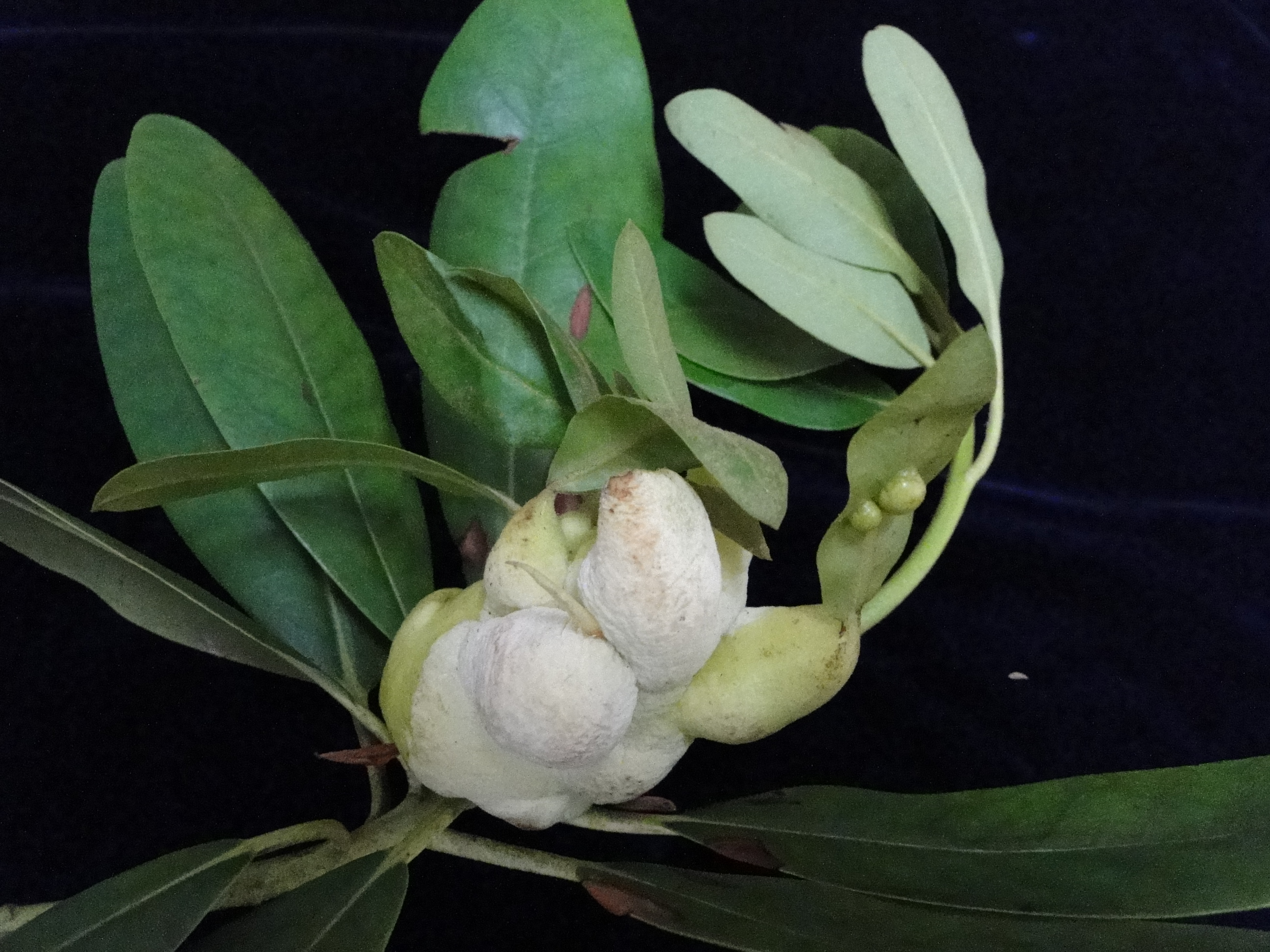 White Exobasidium leaf galls on a rhododendron shoot