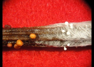 southern blight on a hellebore stem with white and light brown fungal structures called sclerotia