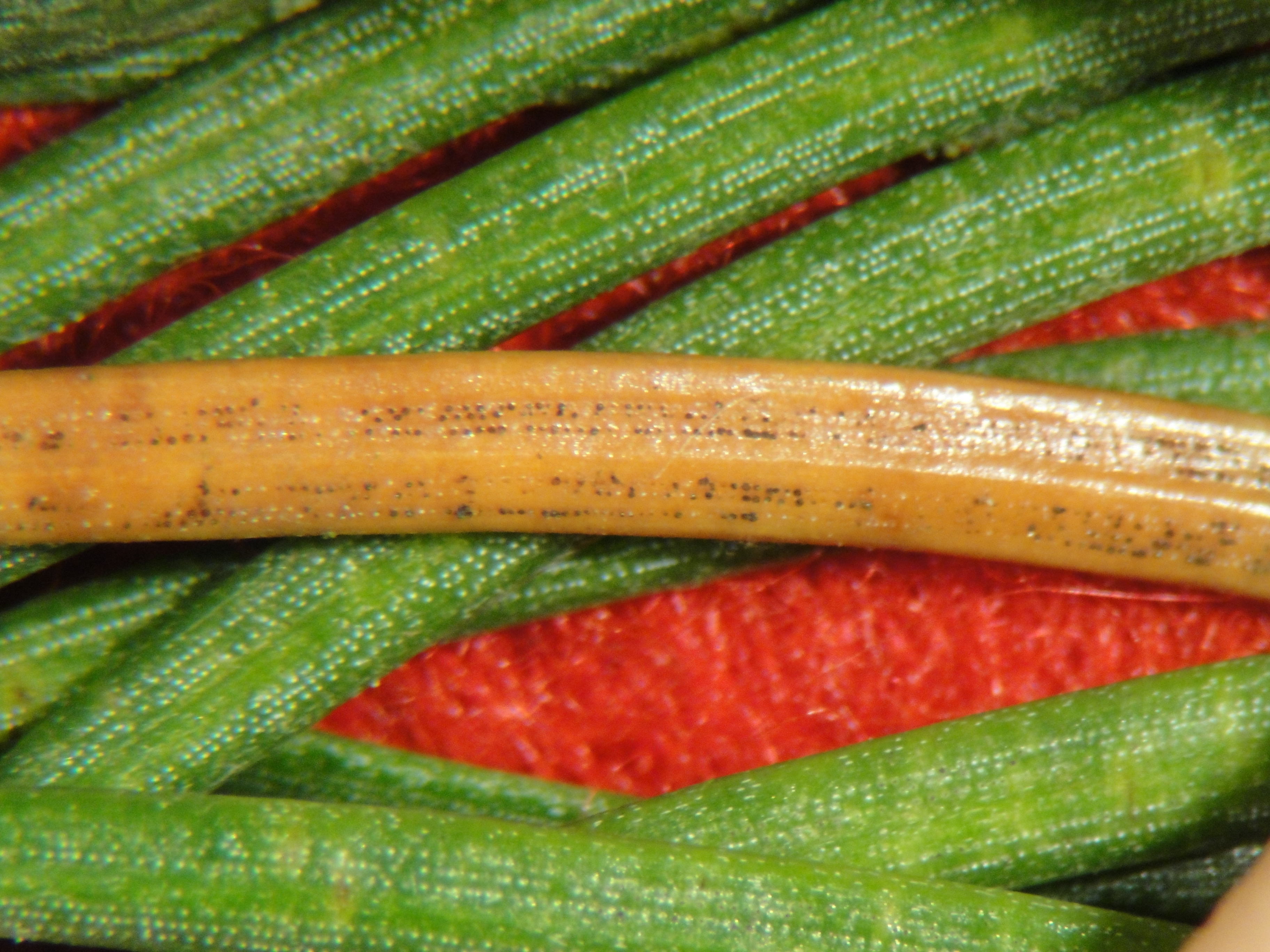Browning of needles and fungal fruiting bodies of Rhizosphaera needle cast on blue spruce