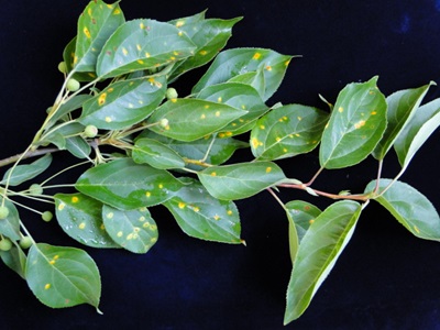 Cedar-apple rust on crab apple leaves with yellow spots