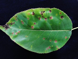 Febraea leaf spot of pear with brown spots on a leaf