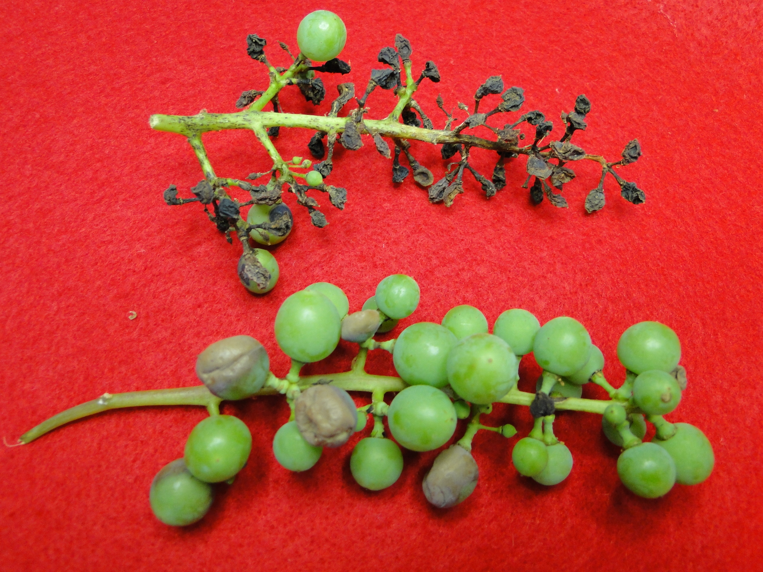 Black rot of grape with fruit rot and mummy berries