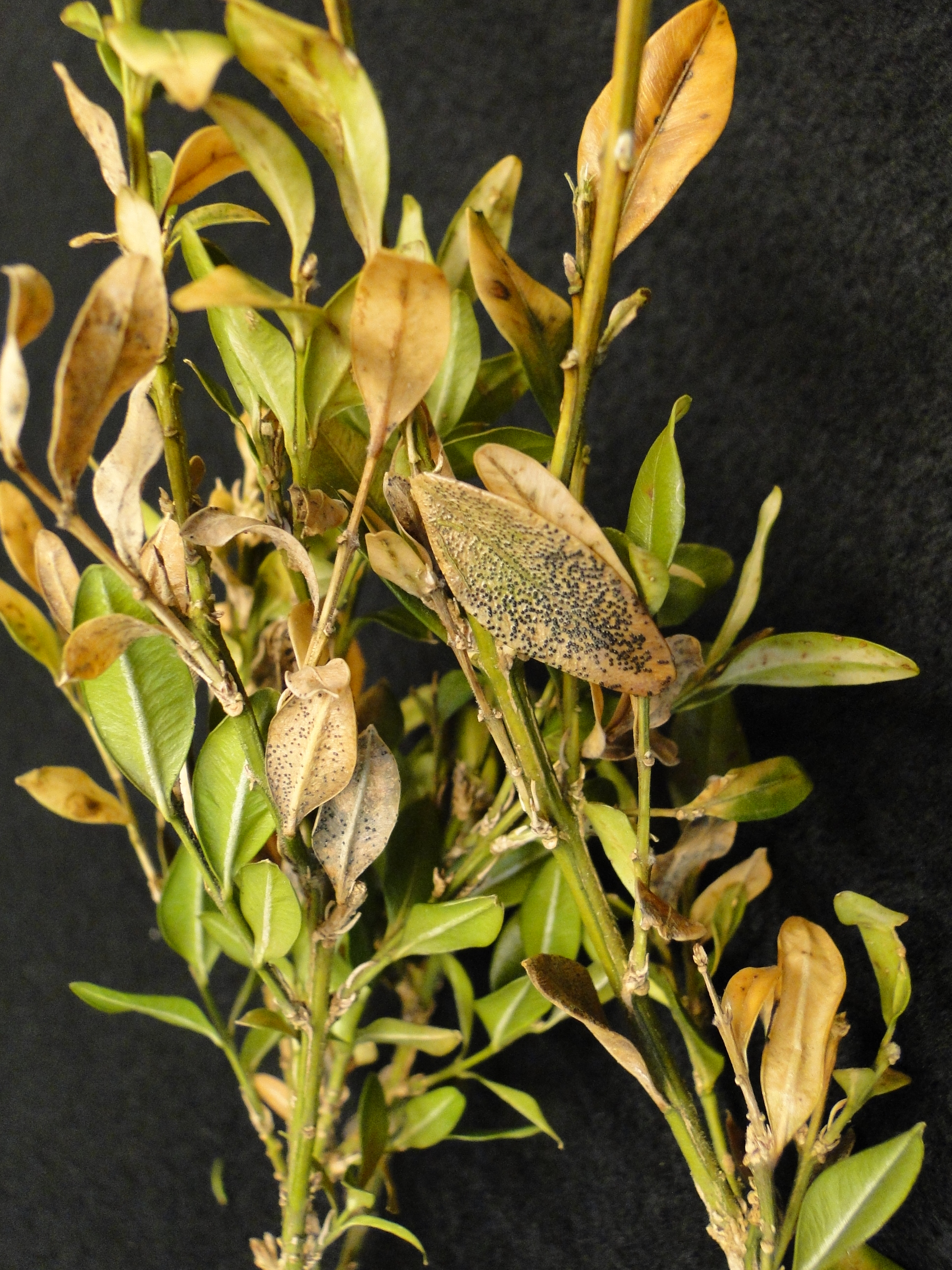 macrophoma leaf spot of boxwood wiht brown leaves and black fungal fruiting bodies on them
