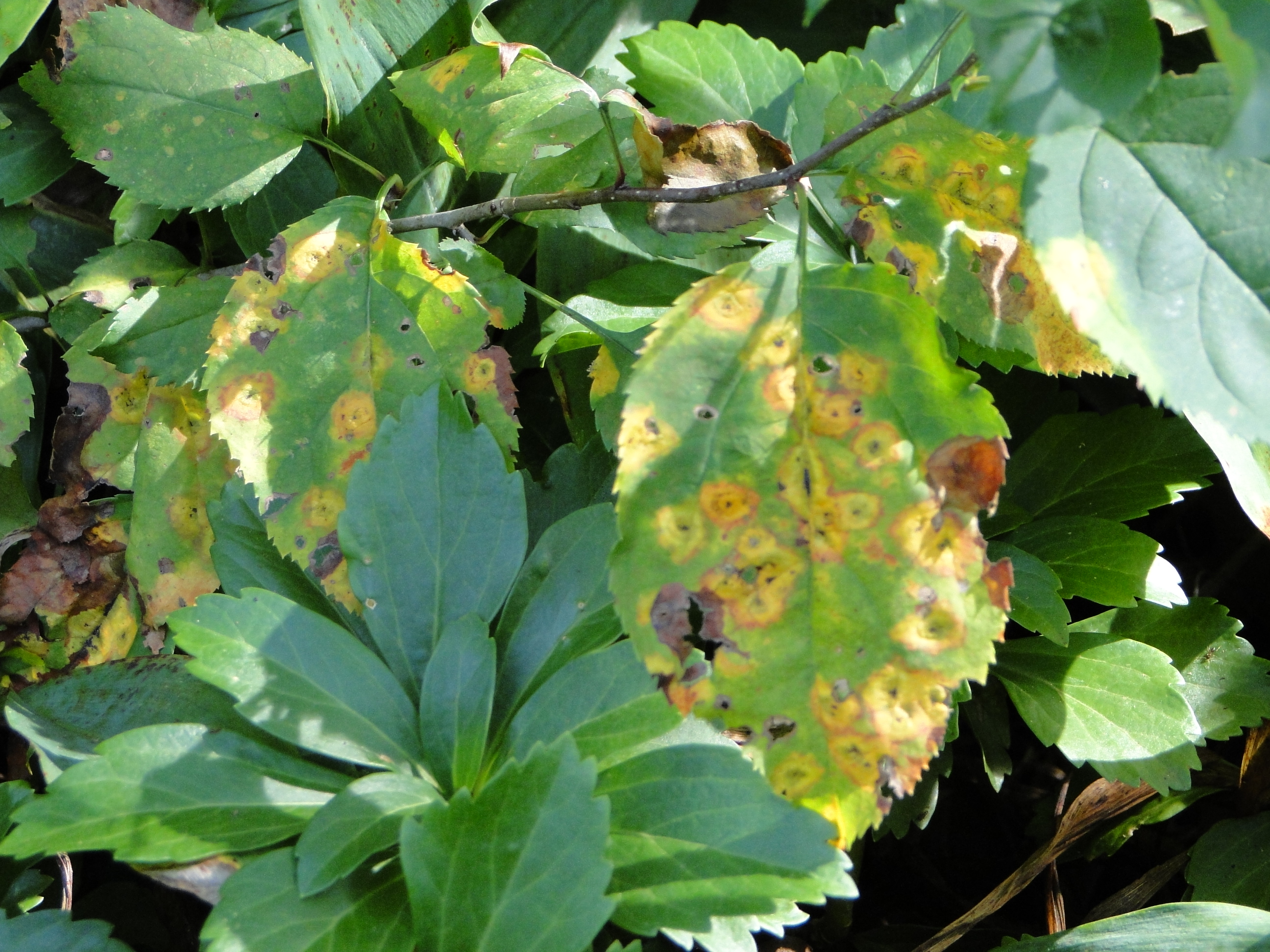 Cedar apple rust on leaves