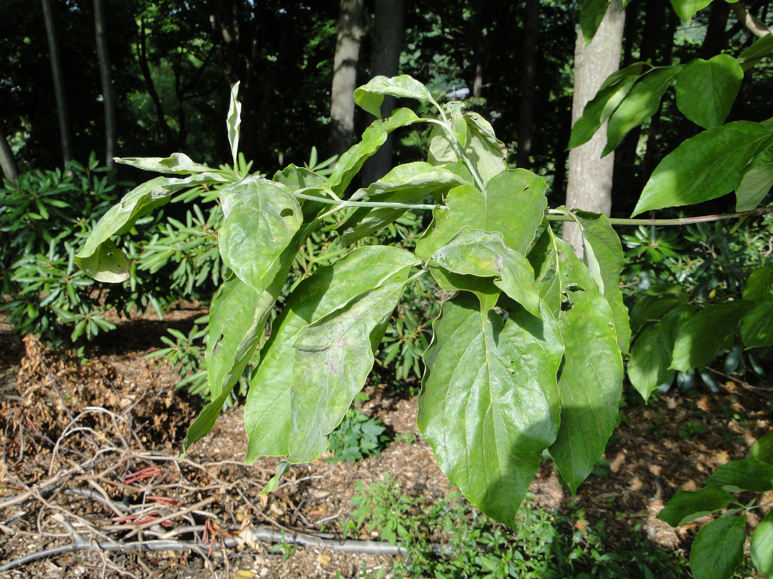 powdery mildew of dogwood wiht distorted new leaves and white mildew on leaves