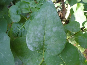 powdery mildew of lilac with white mildew on the upper surface of leaves