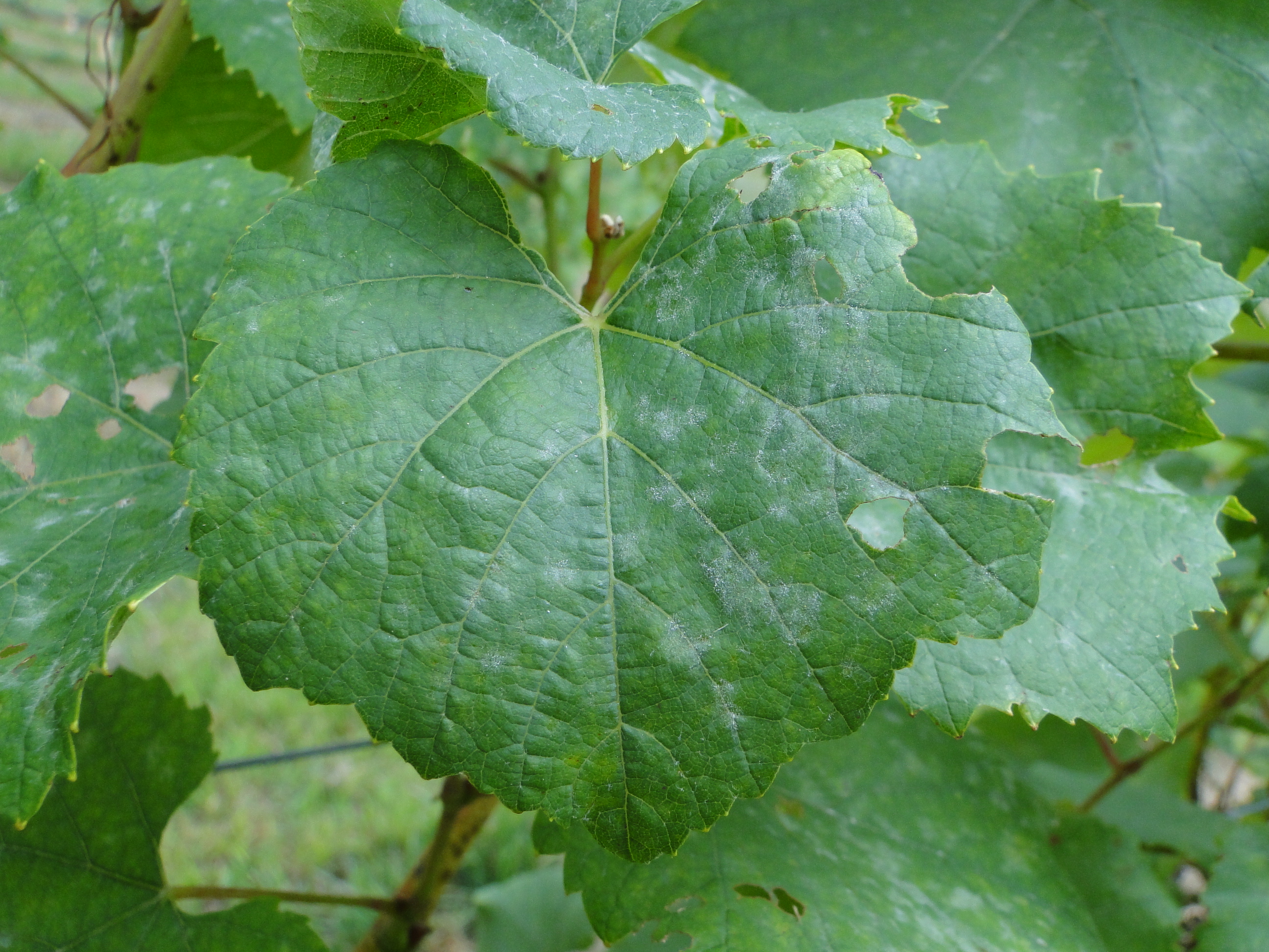 powdery mildew of graple with white mold on the uperside of leaves