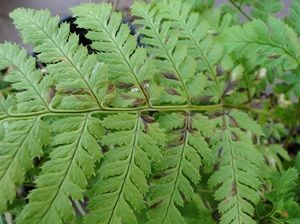 Foliar nematode disease of fern with brown necrotic lesions on leaves