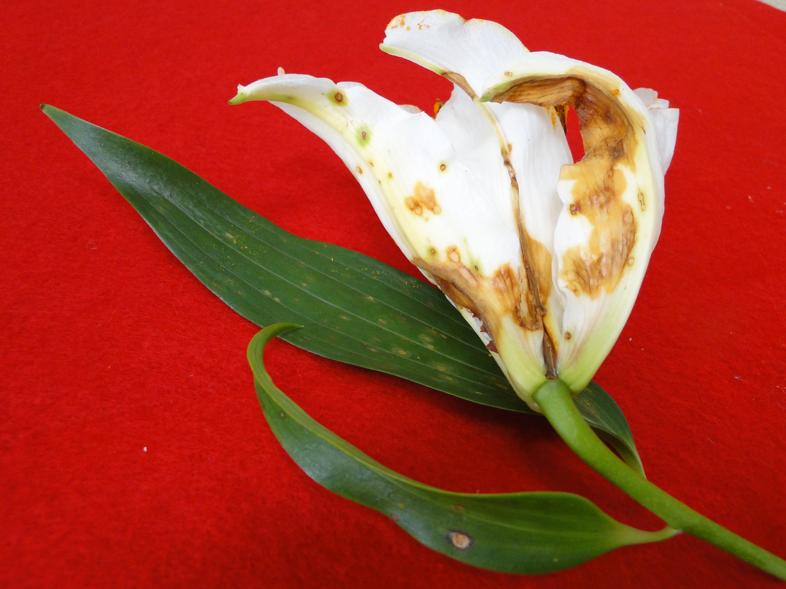Botrytis blight of lily with brown spots on leaves and flowers