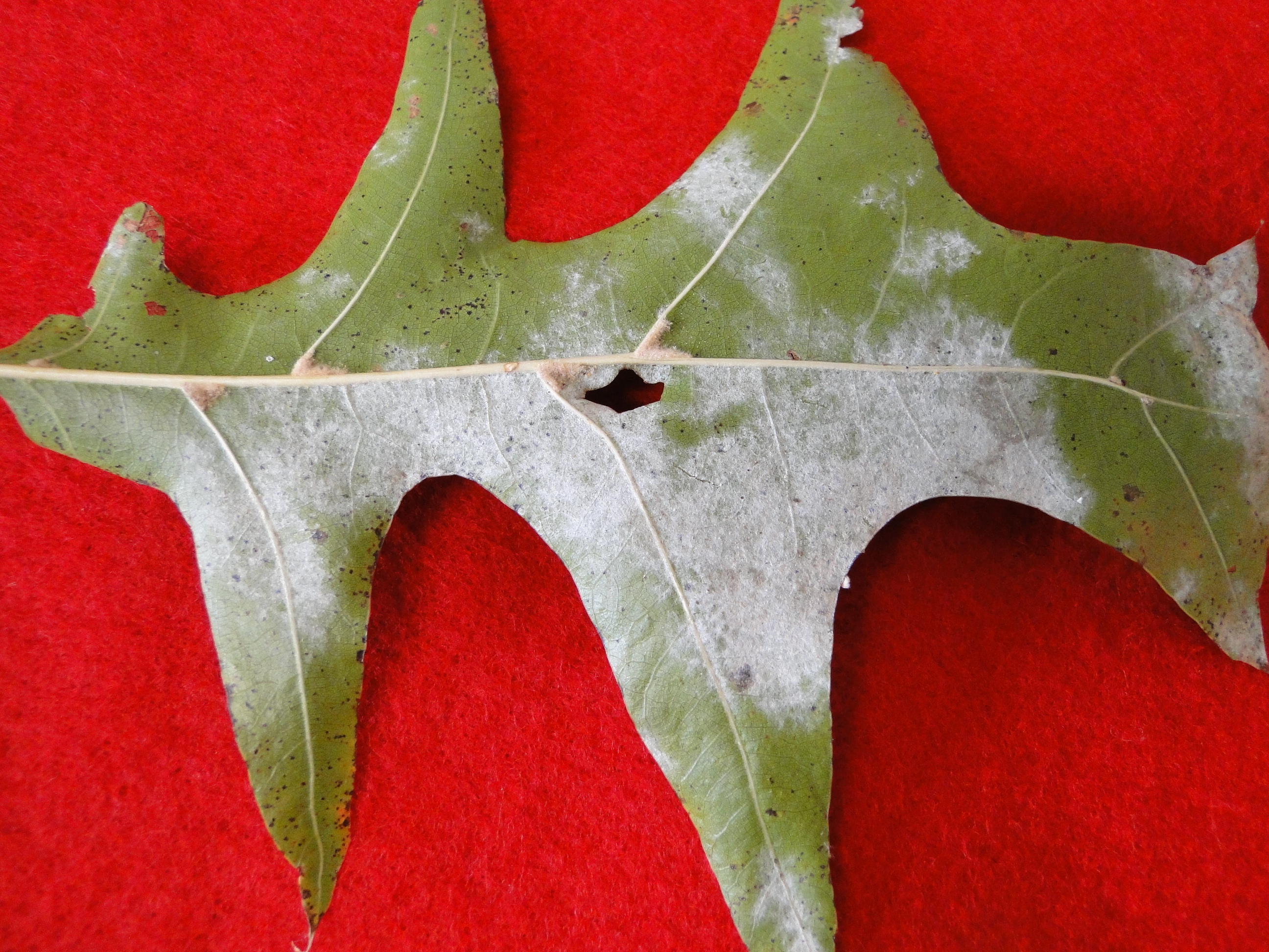 powdery mildew of oak with white mildew on the lowder surface of a leaf