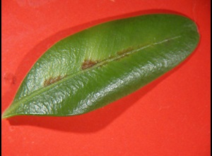 Boxwood edema