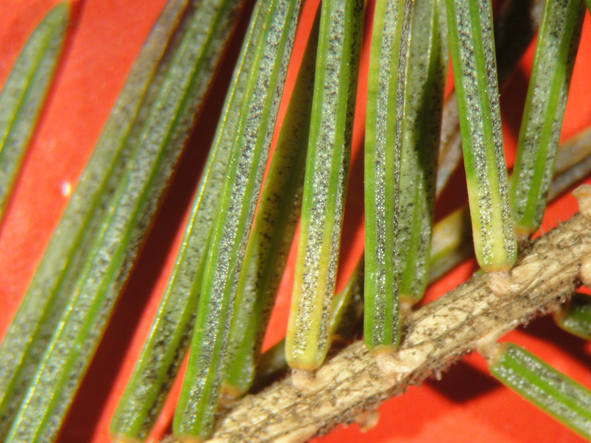 Stigmina needle cast of blue spruce