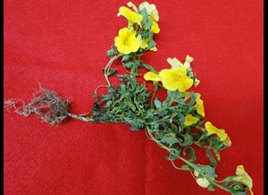 Black root rot of calibrachoa with wilting of leaves