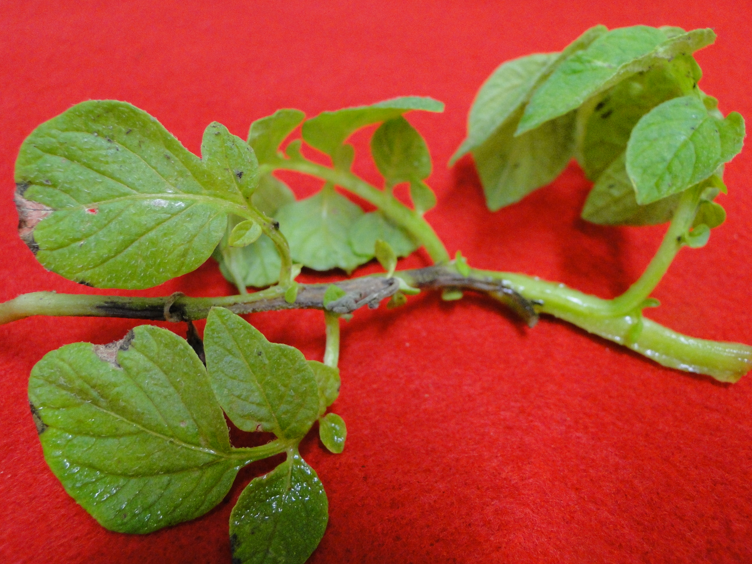 late blight of potato with brown lesions on the stem of a seedling