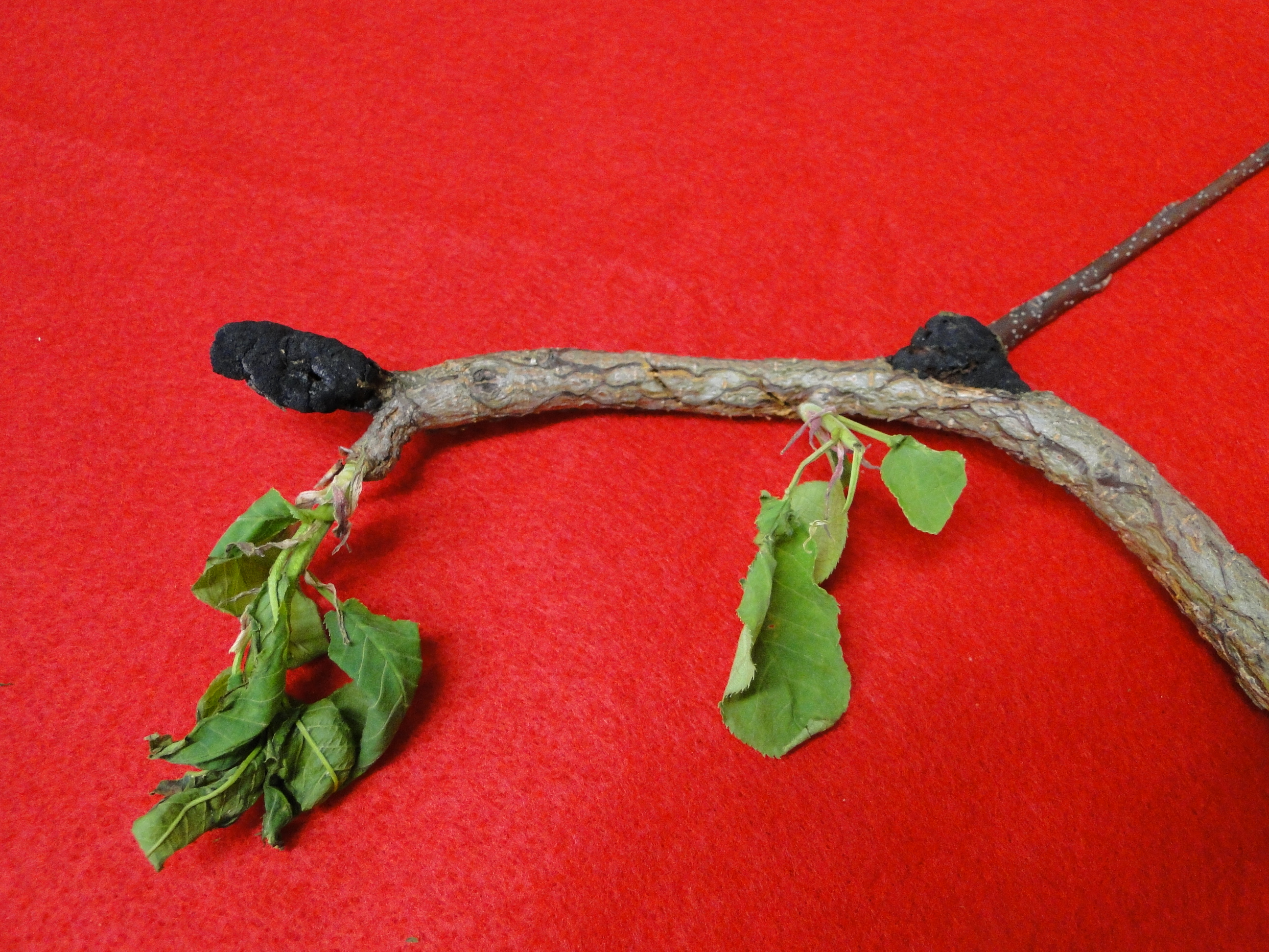 Balck know of cherry with black fungal structures on a stem