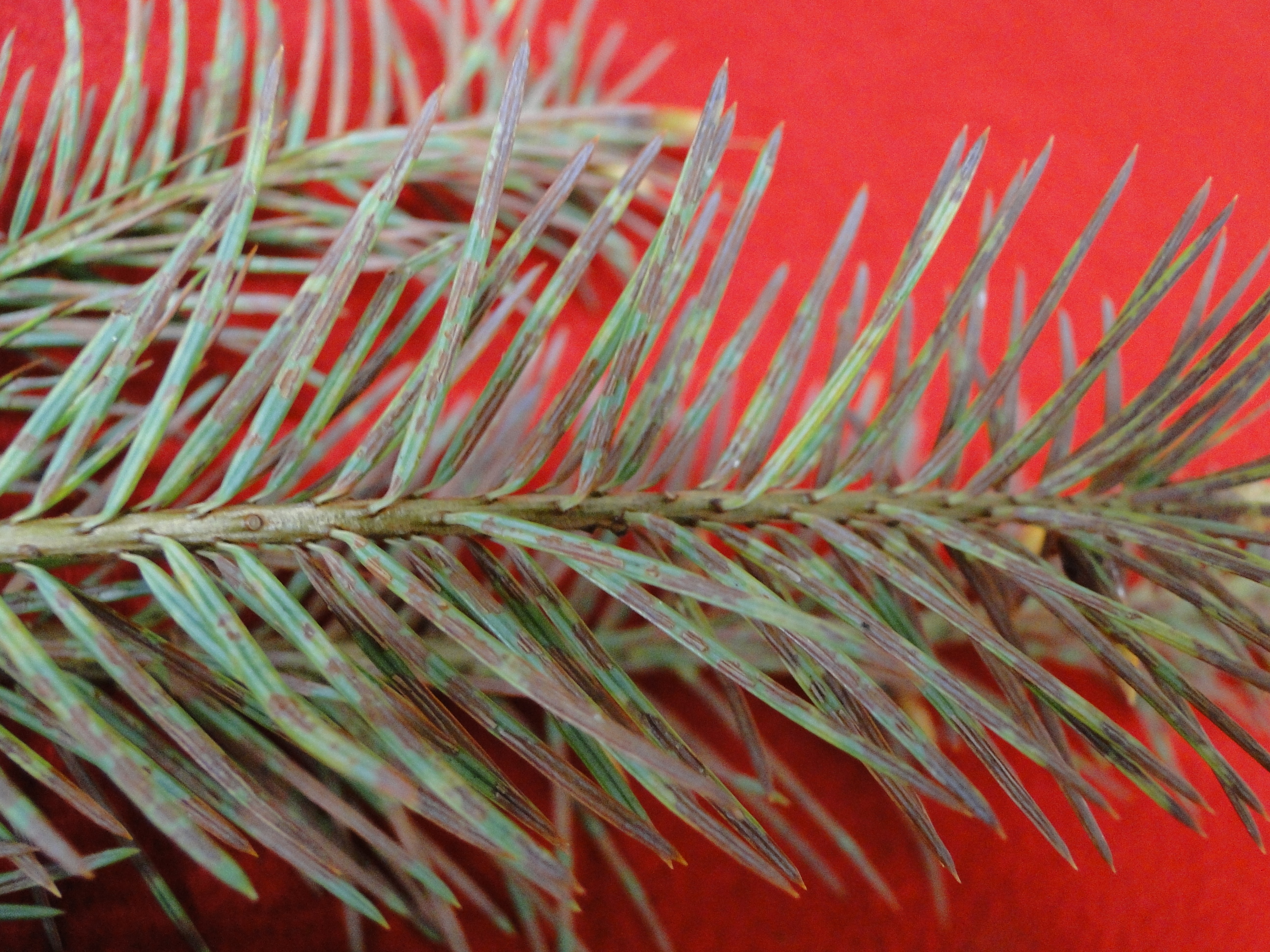 Rhabdocline needle cast of Douglas fir