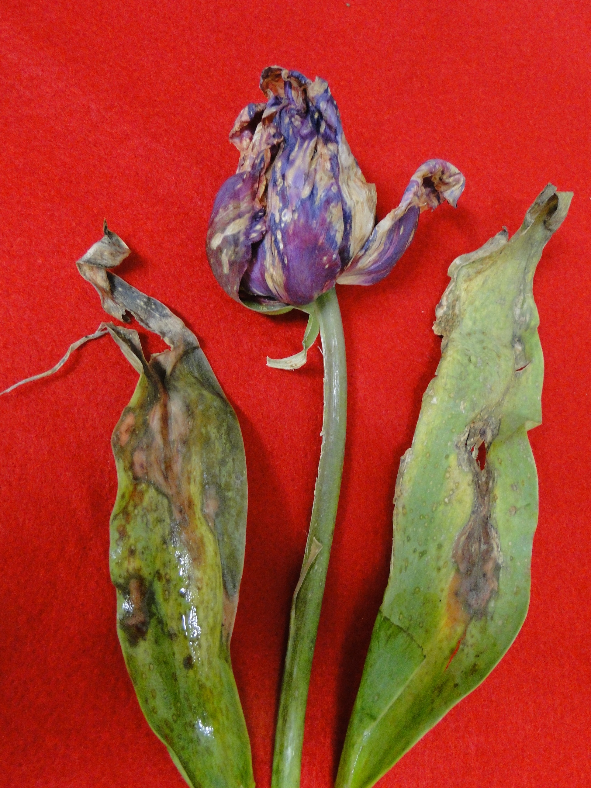 Botrytis blight on tulip leaves and flowers