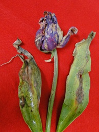 Botrytis blight on tulip leaves and flowers