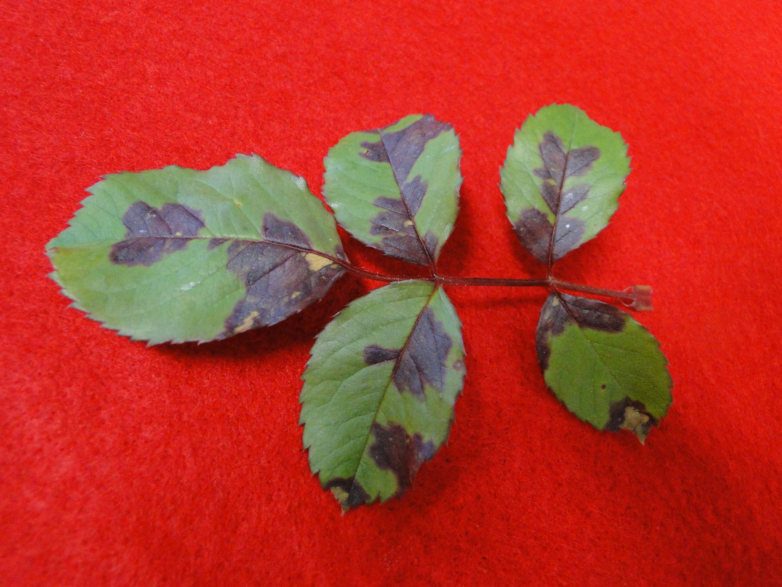 Downy mildew of rose with reddish brown lesions on leaves