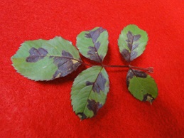 Downy mildew of rose with reddish brown lesions on leaves