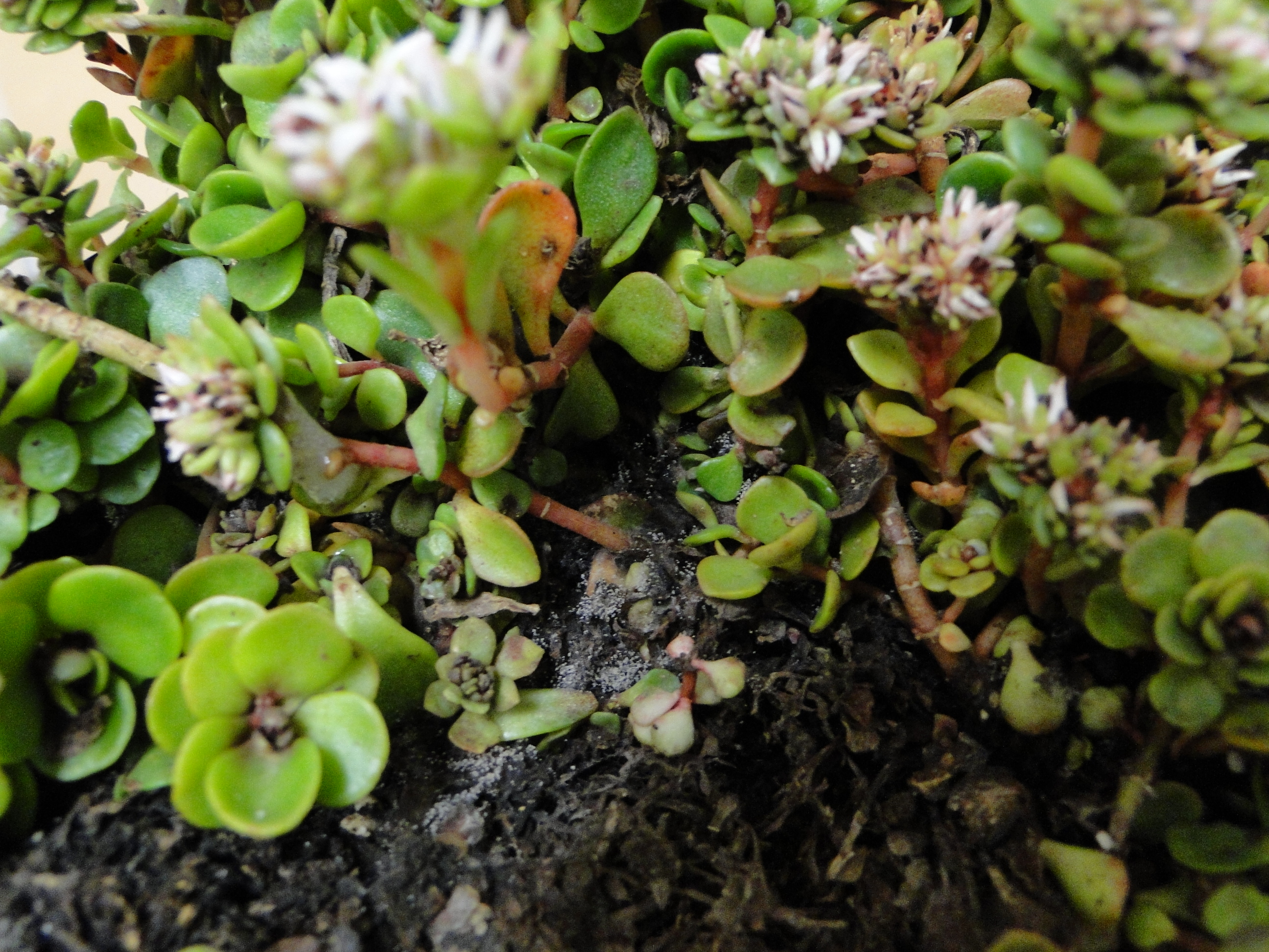 Botrytis blight of sedum with gray mold on dead leaves and stems