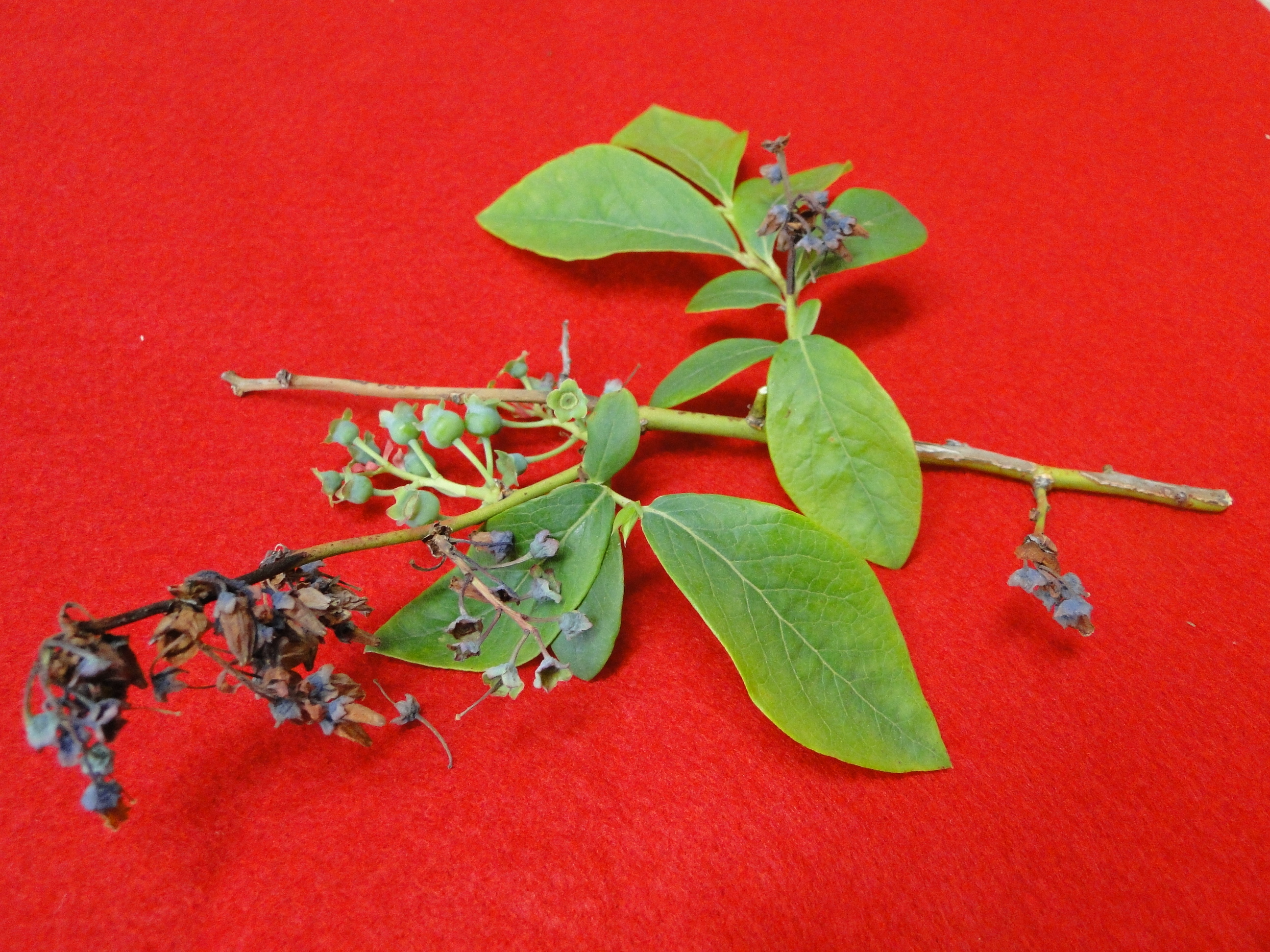 Botrytis blight on a blueberry young shoot