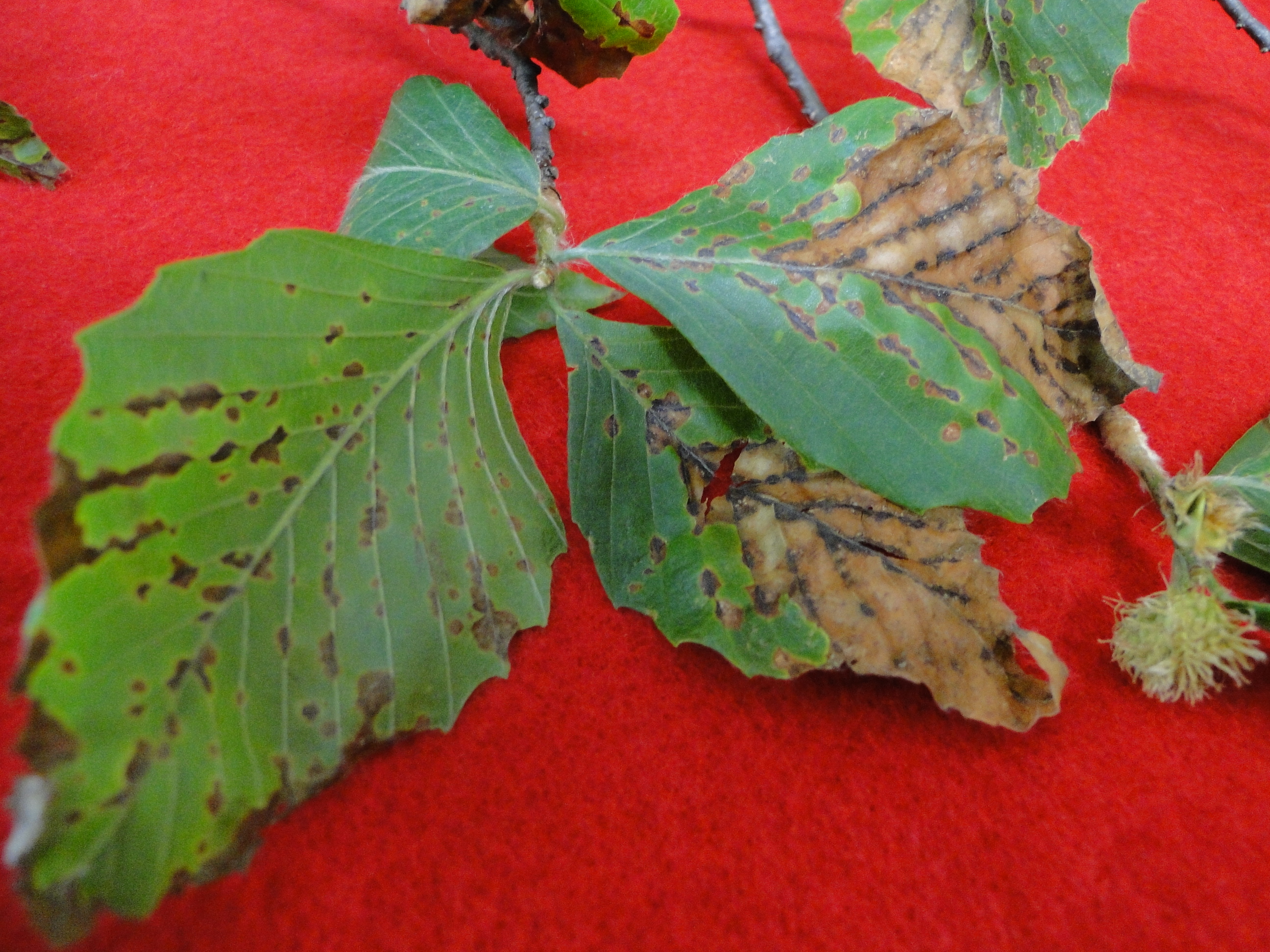 Beech anthracnose