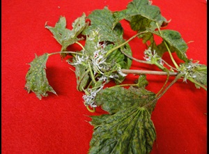 Powdery mildew of maple with distorted new leaves and white mildew on the surface