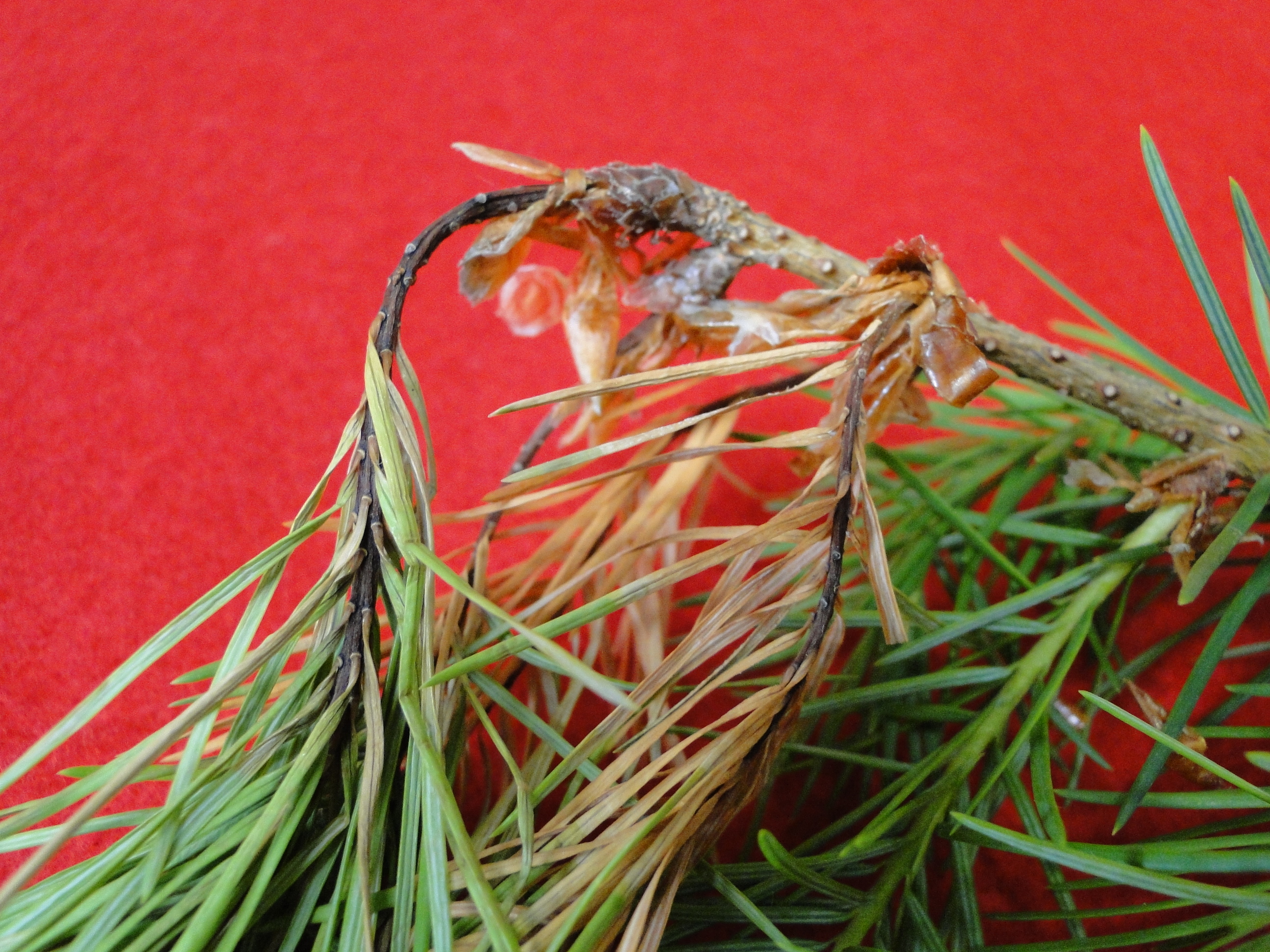 Diplodia blight on Douglas fir