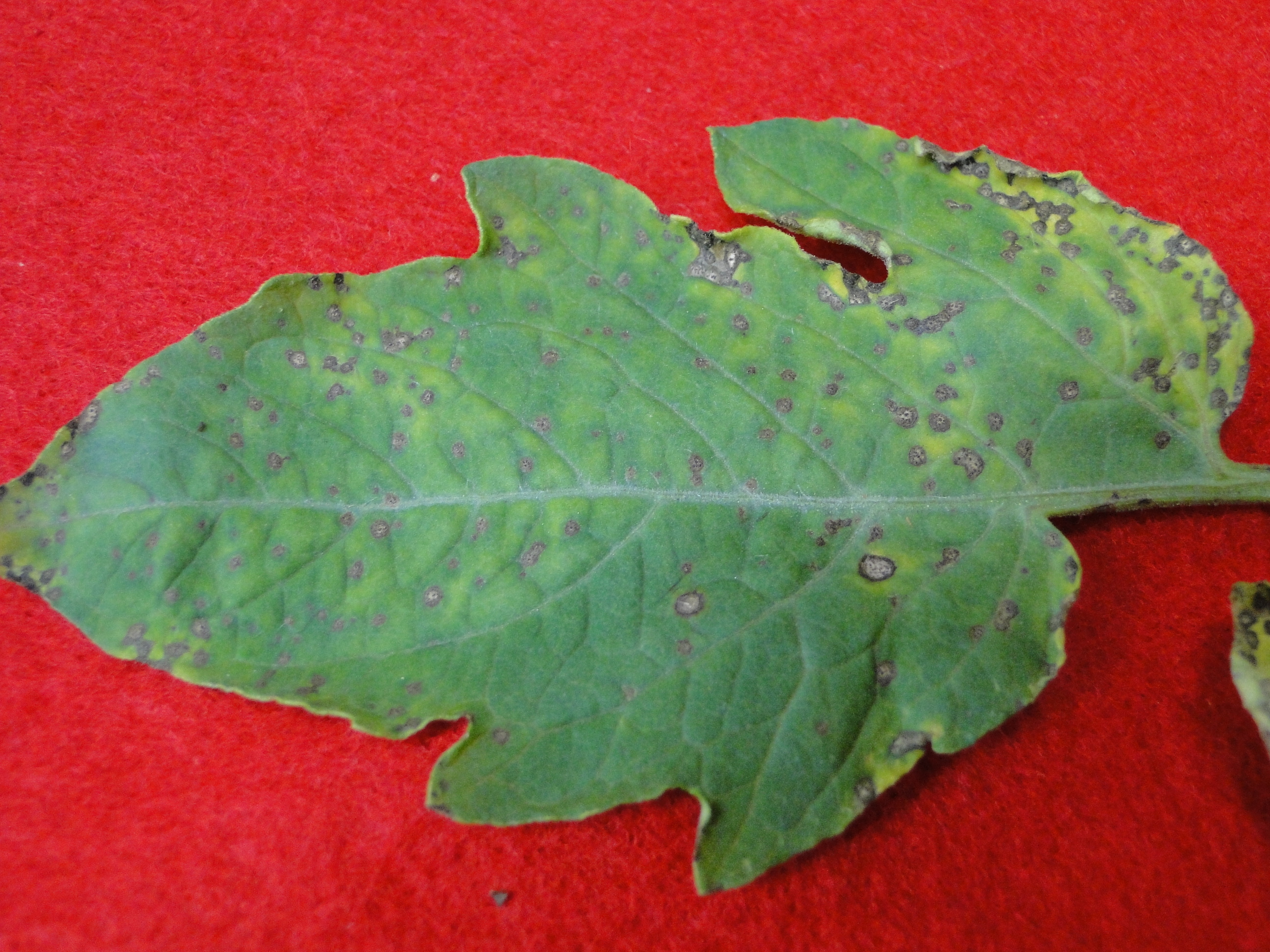 Septoria leaf spot of tomato with brown spots on a leaf