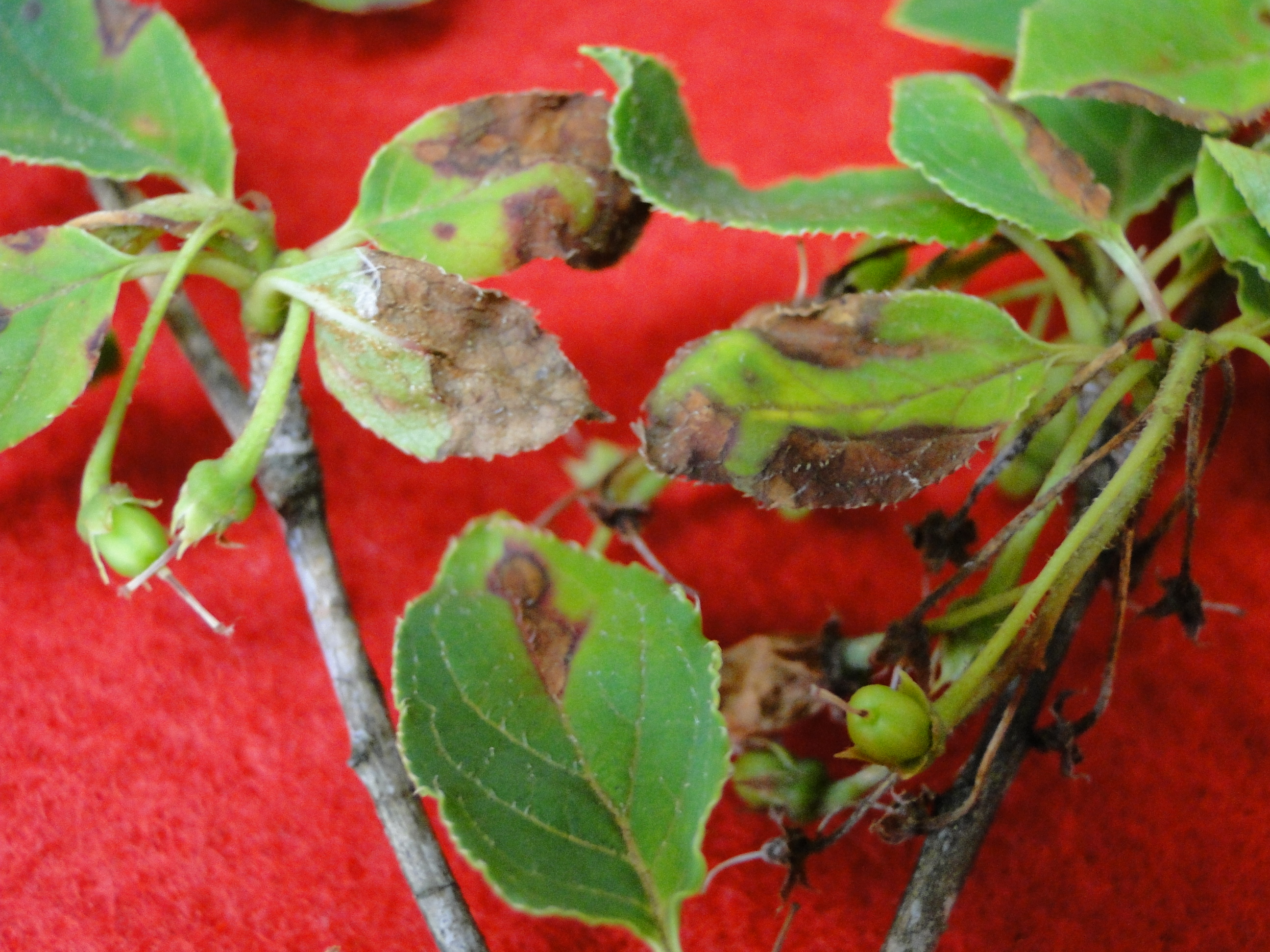 Enkianthus anthracnose with brown lesions on leaves