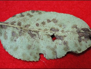 pear scab with black mold on the surface of a leaf