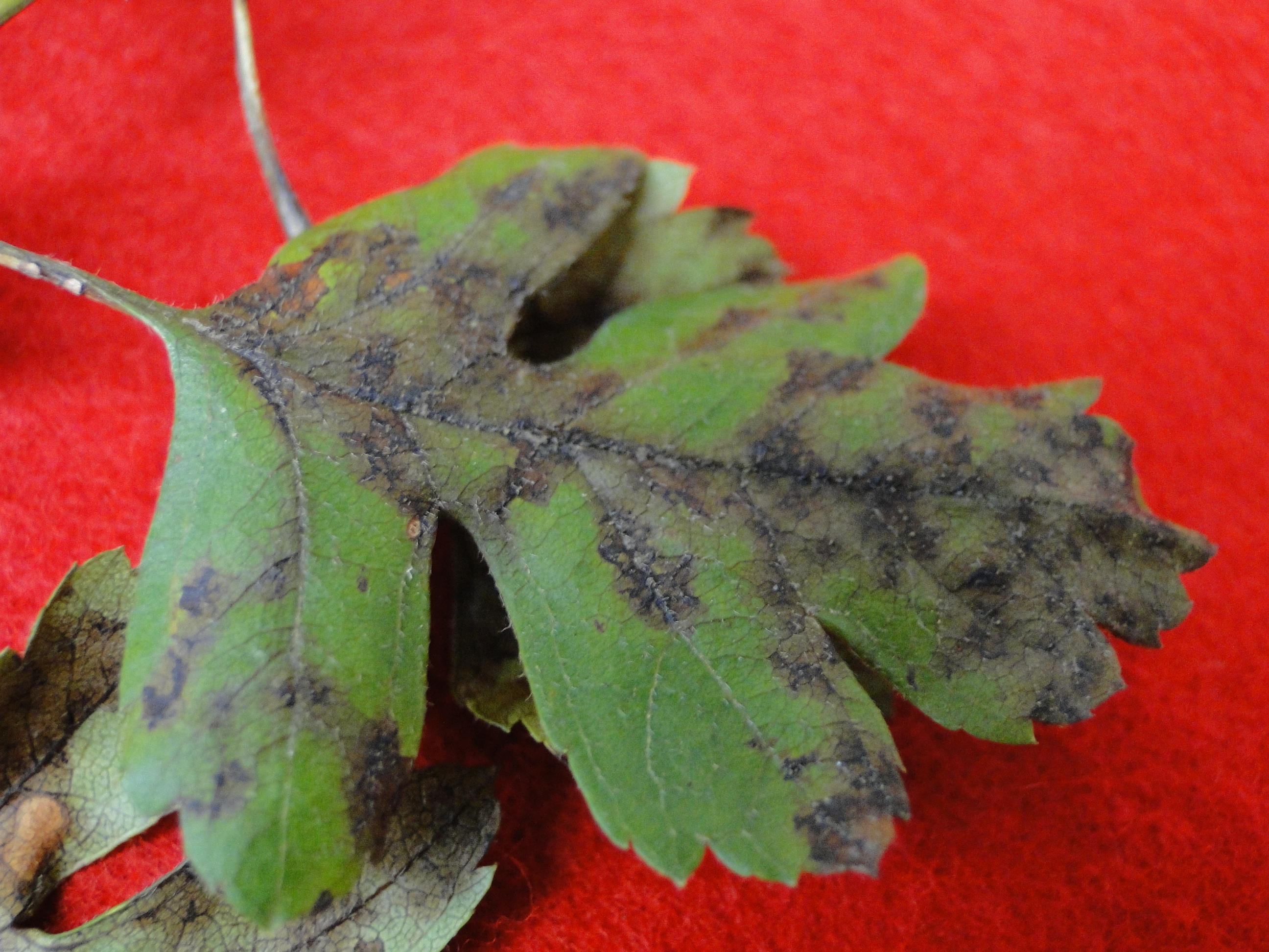 Entomosporium leaf spot of hawthorn with brown lesions on a leaf
