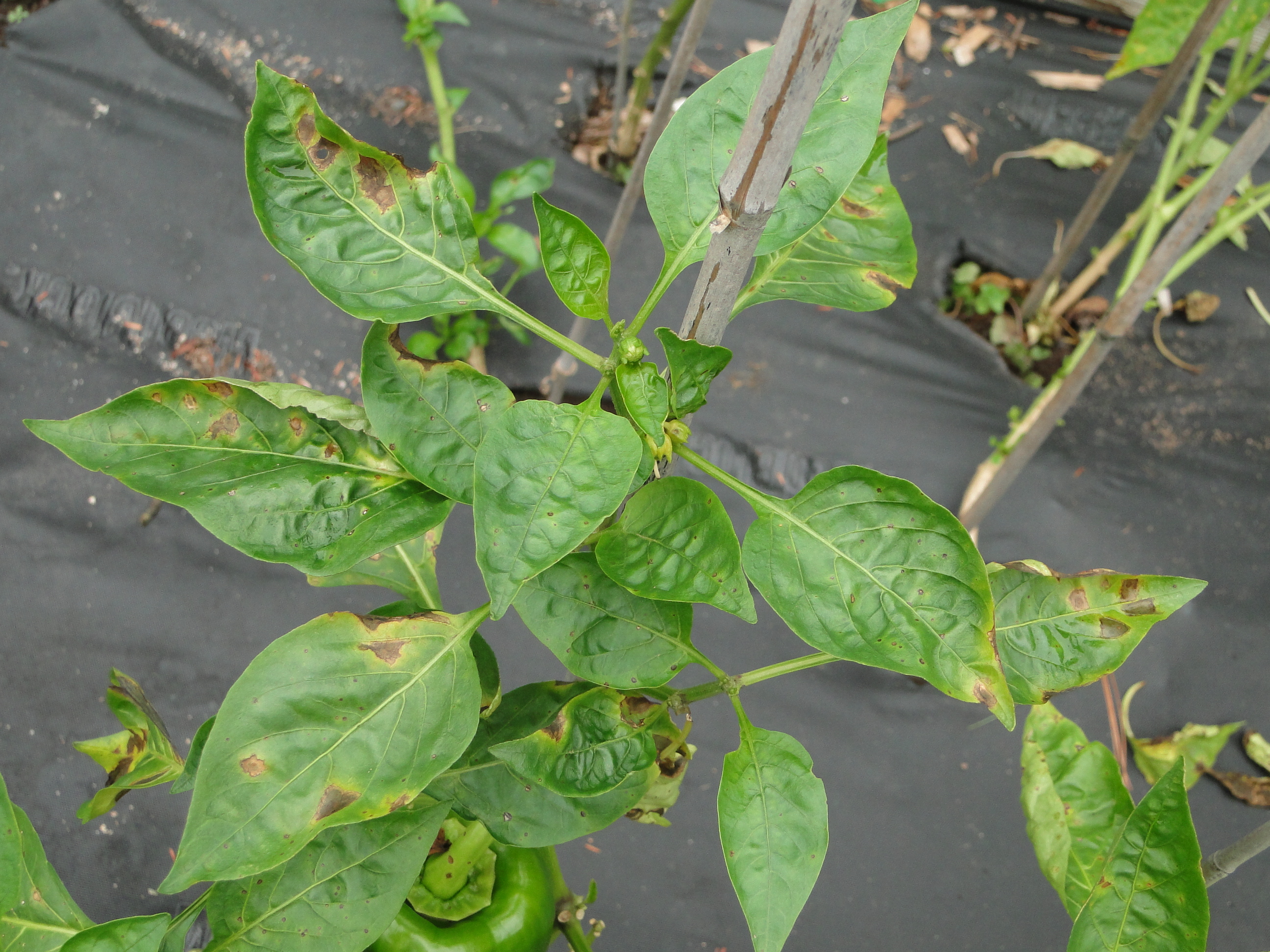 Bacterial leaf spot of pepper with angulat spots on leaves