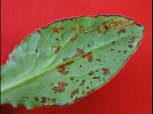 Bacterial leaf spot of catchfly with water soaking and brown spots on the lower leaf surface