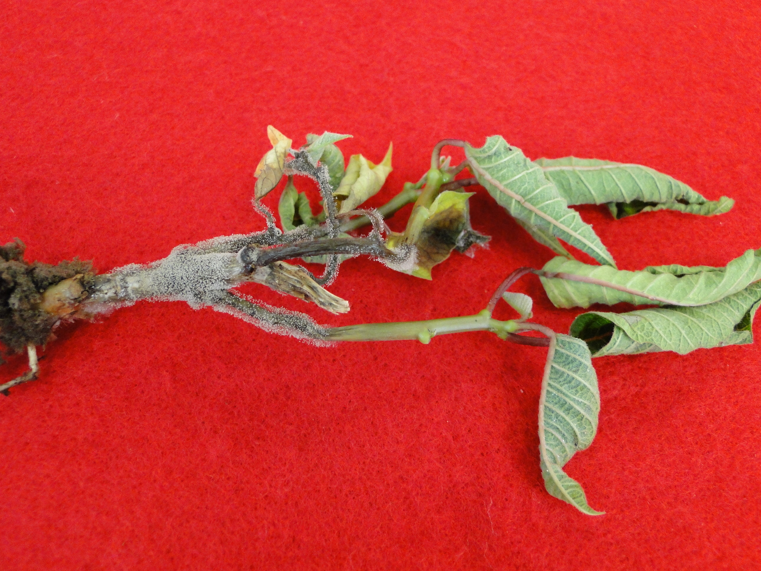 Botrytis blight on poinsettia with gray mold on the stems