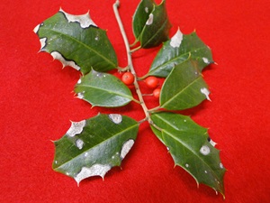 fungal leaf spot of holly with gray spots and black fungal fruiting bodies on leaves