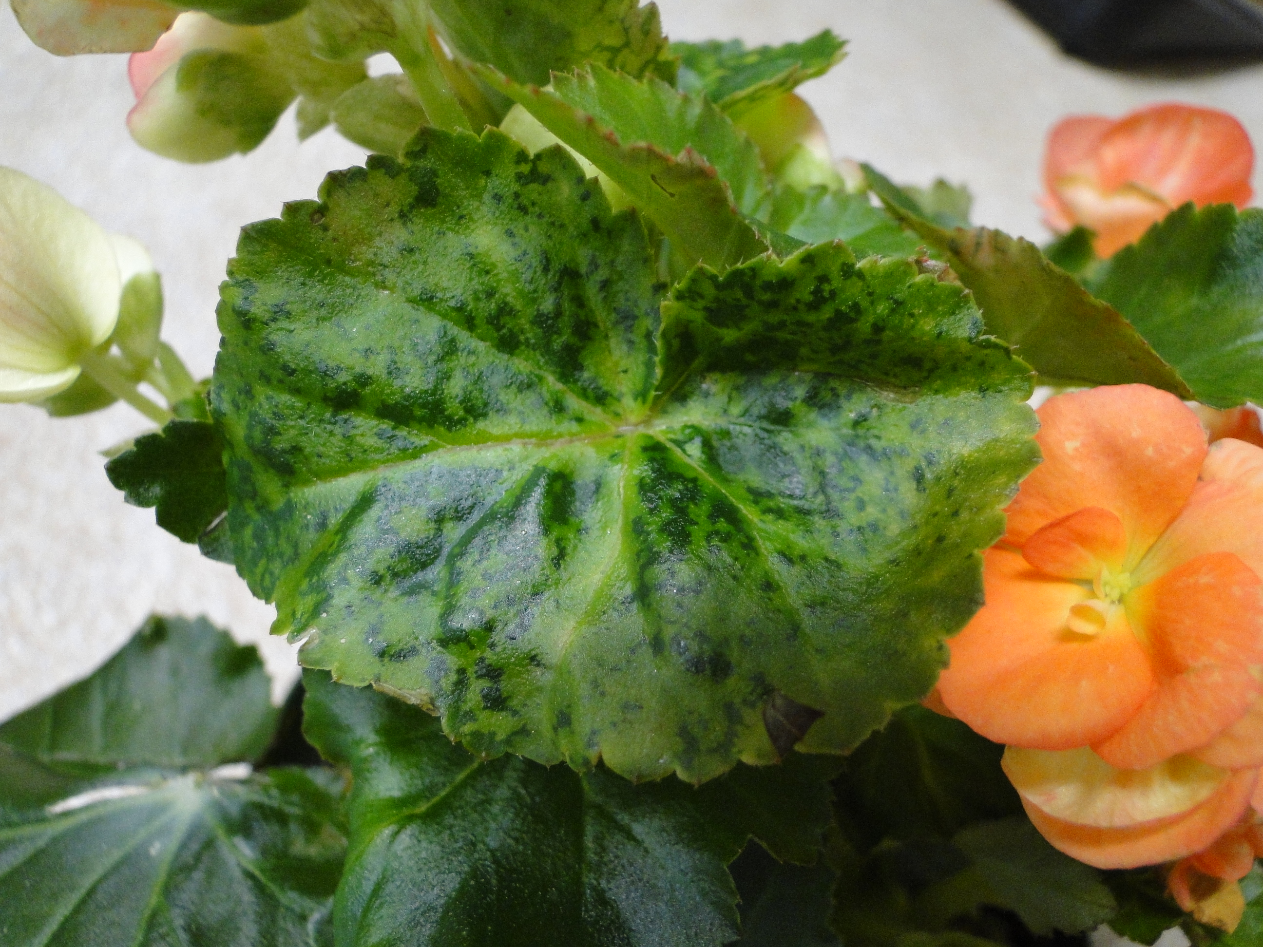 Impatiens necrotic spot virus on a begonia plant with mottling of leavs