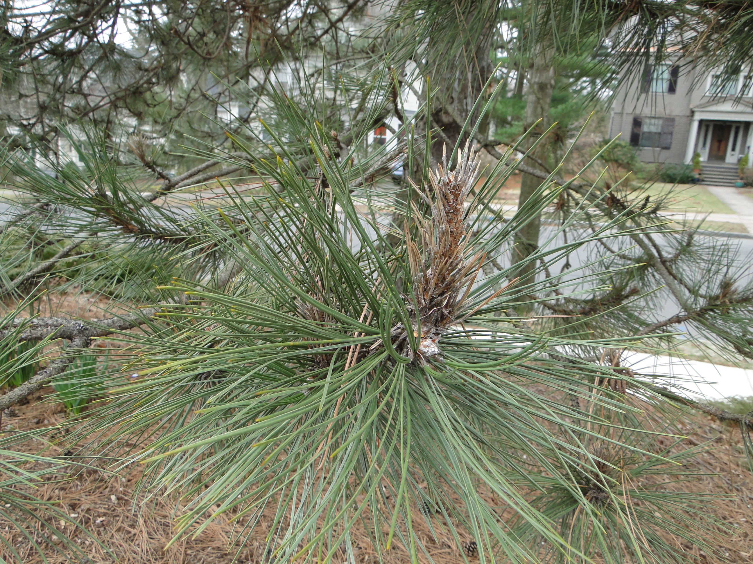 Diplodia blight of scot pine