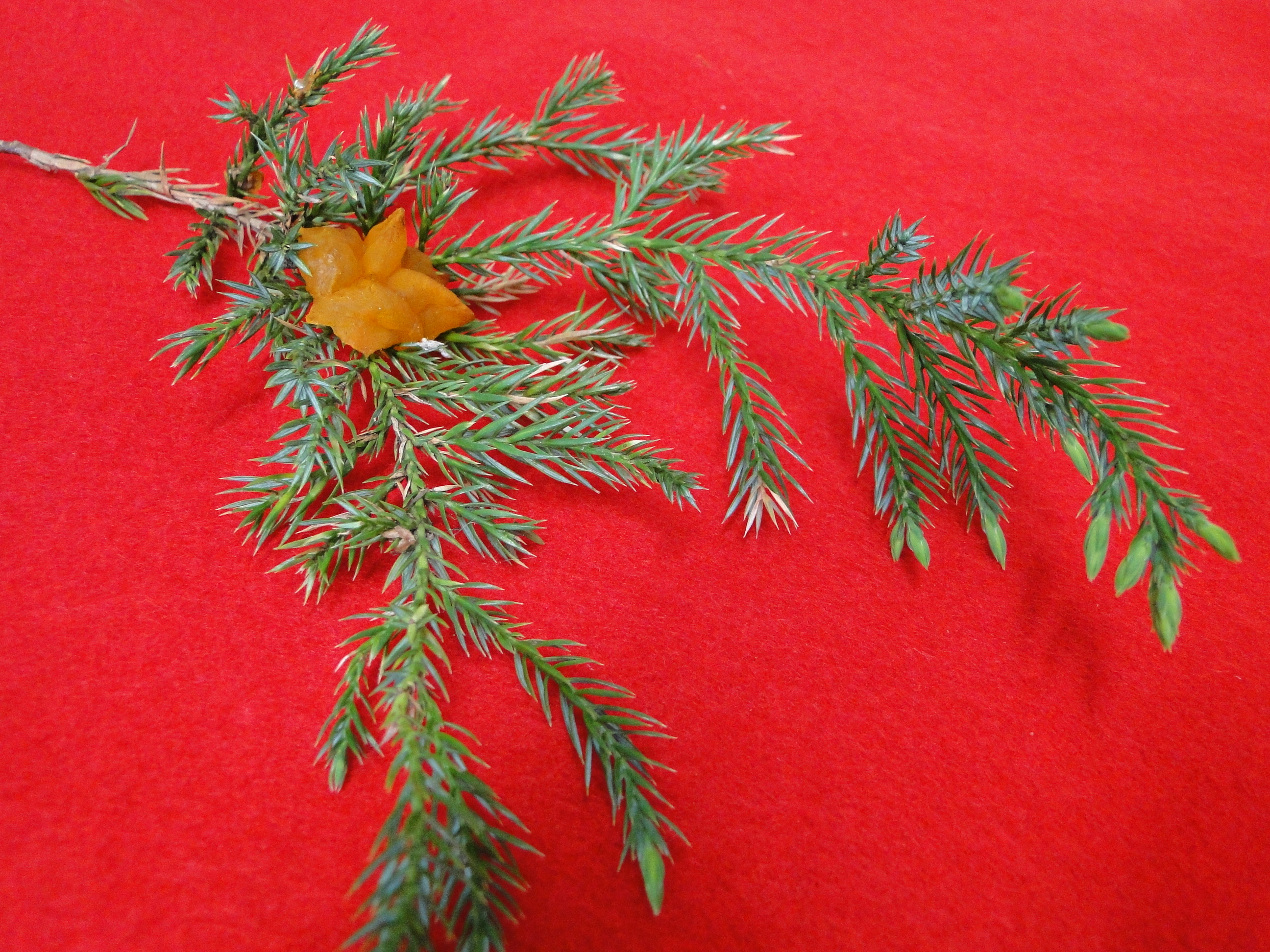 Cedar hawthorne rust 