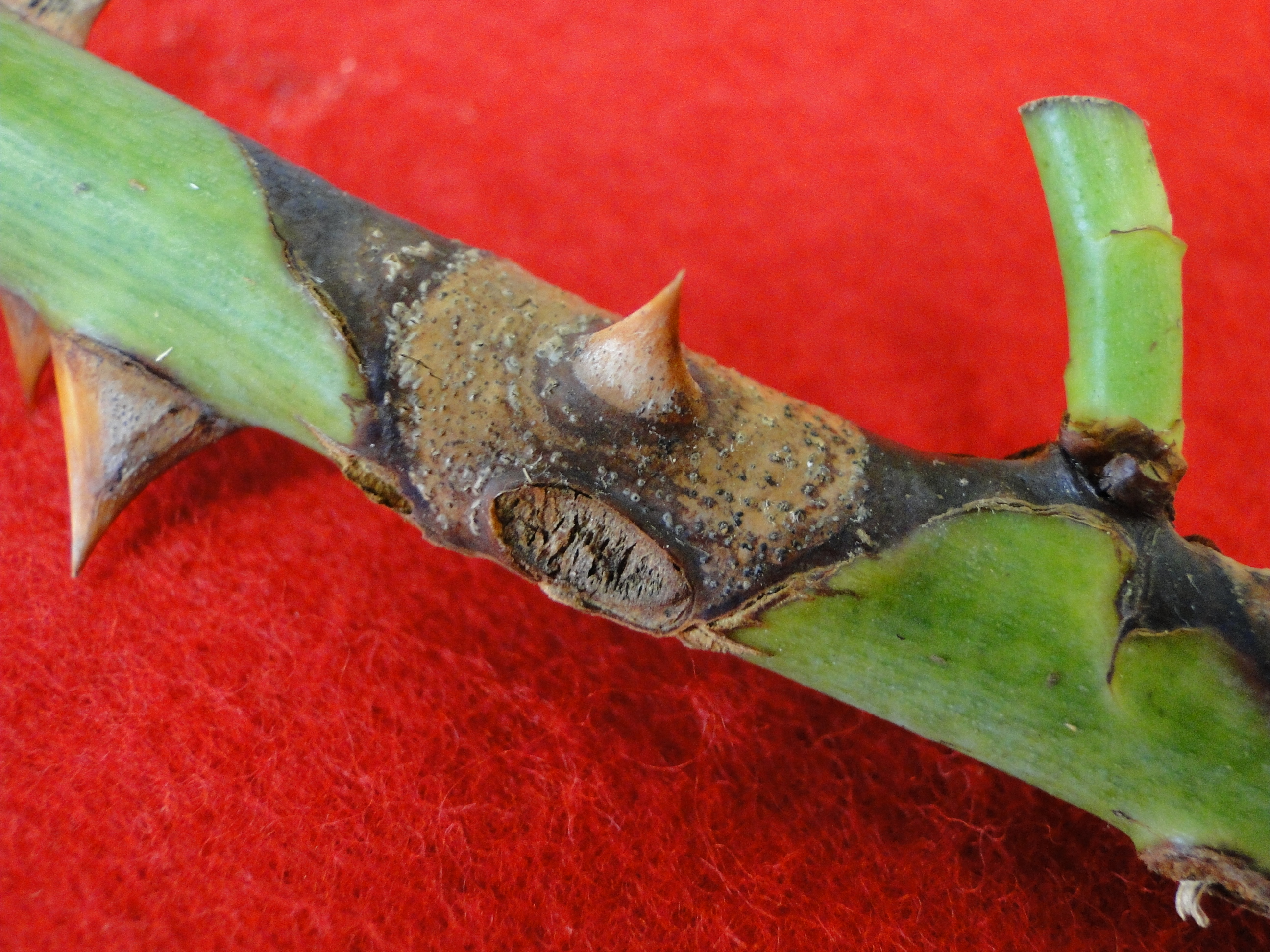 Bramd canker on a rose stem