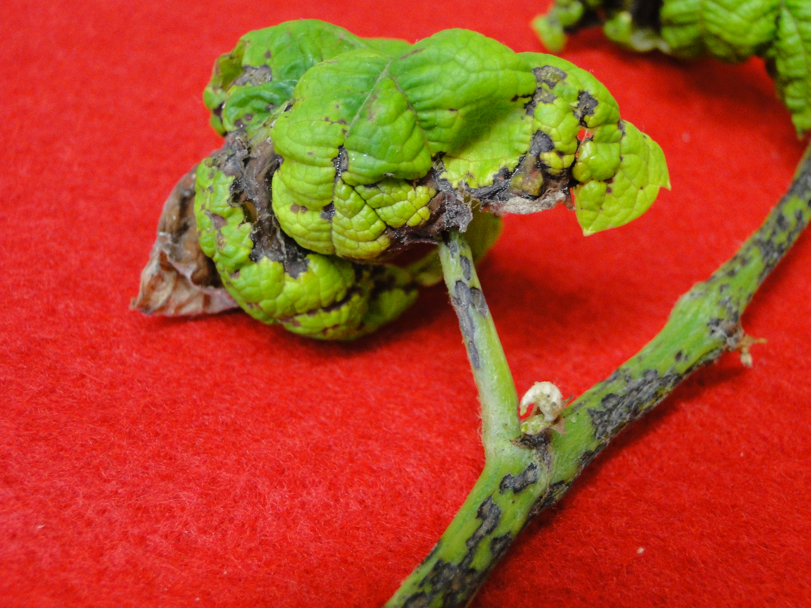 Grape anthracnose with small black spots on leaves and stems