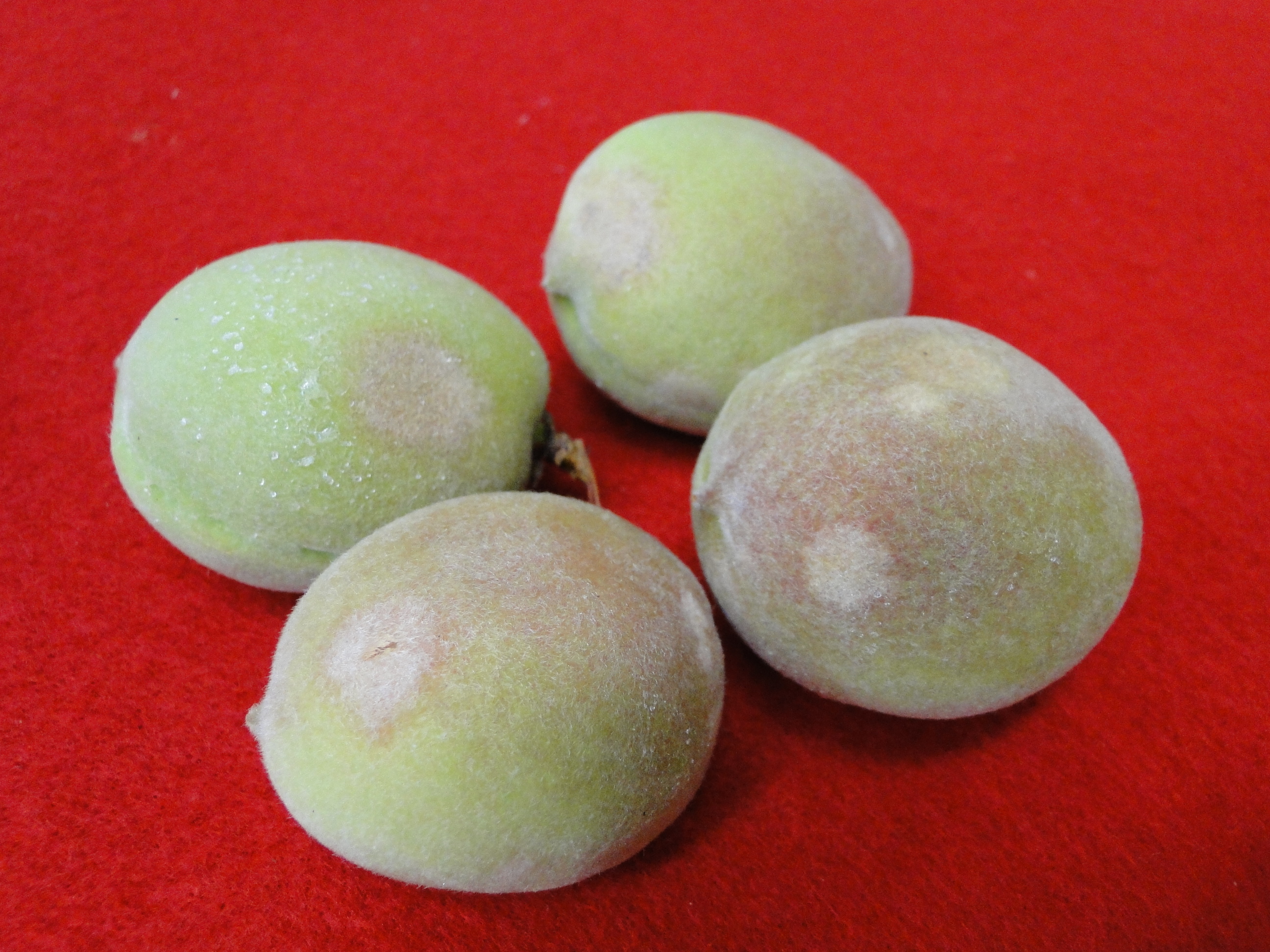 powdery mildew of peach with white patches on fruits