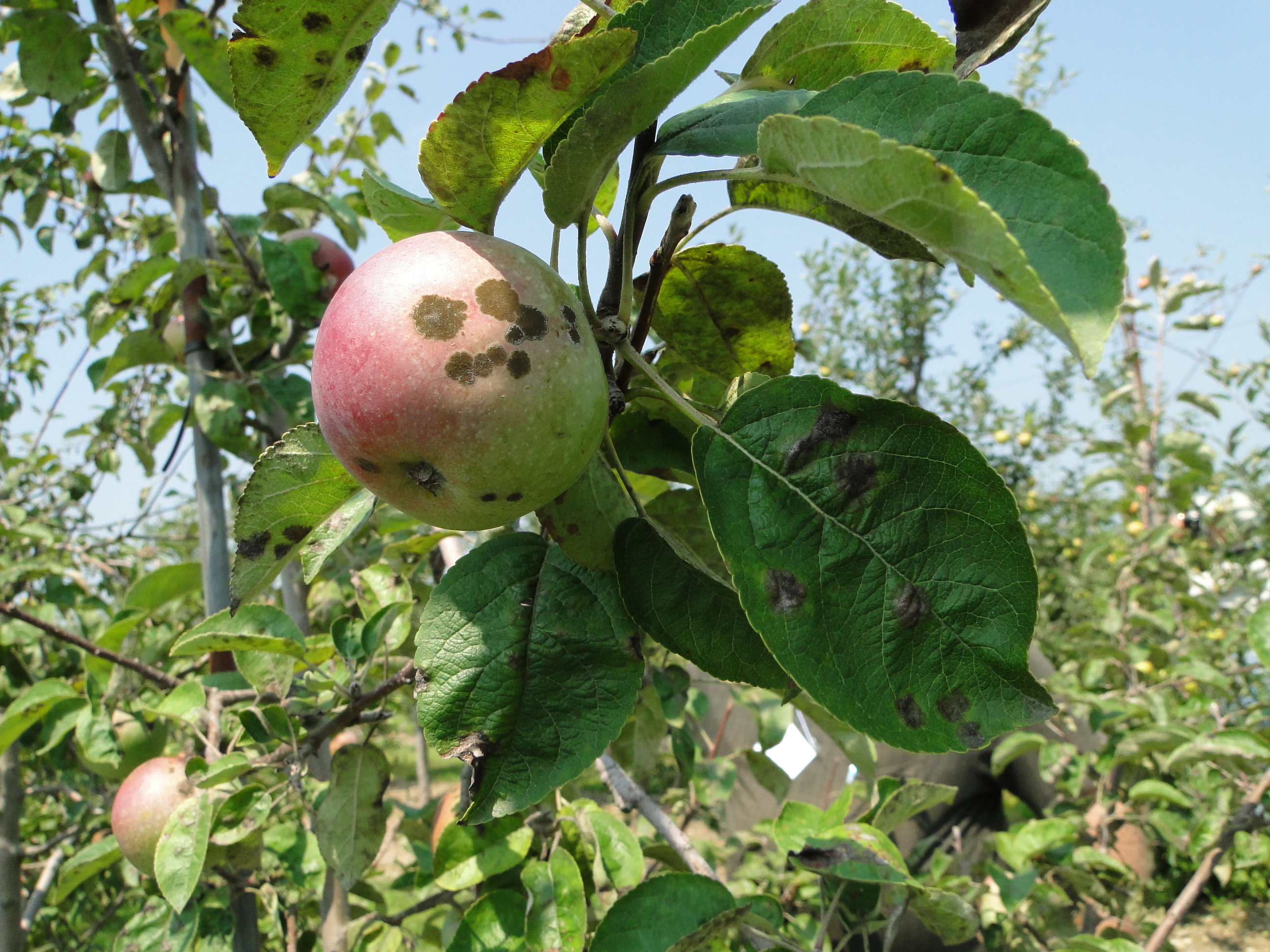 Apple scab with black lesions on leaves and fruits