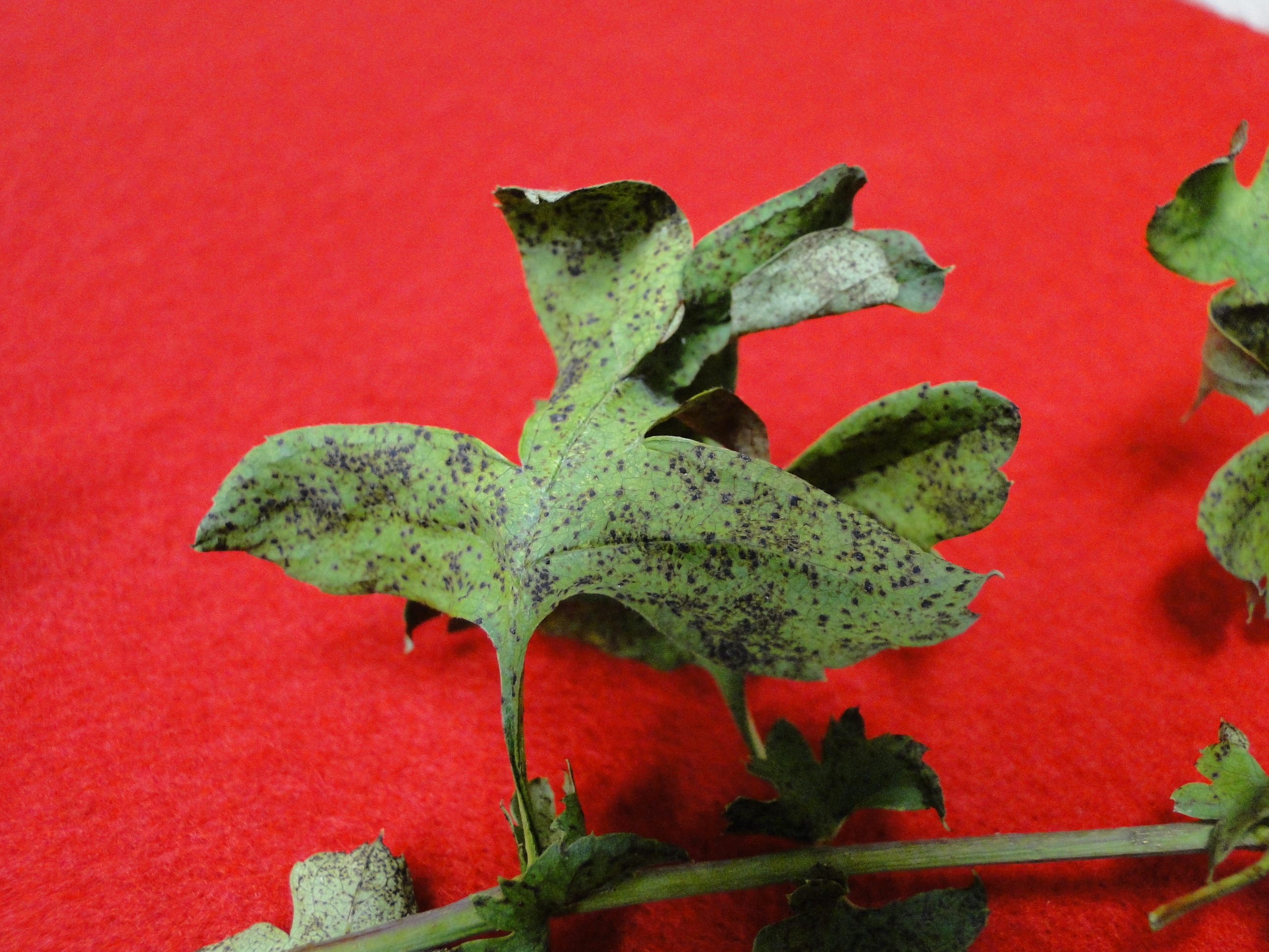 Anthracnose of hawthorne with brown spots on leaves