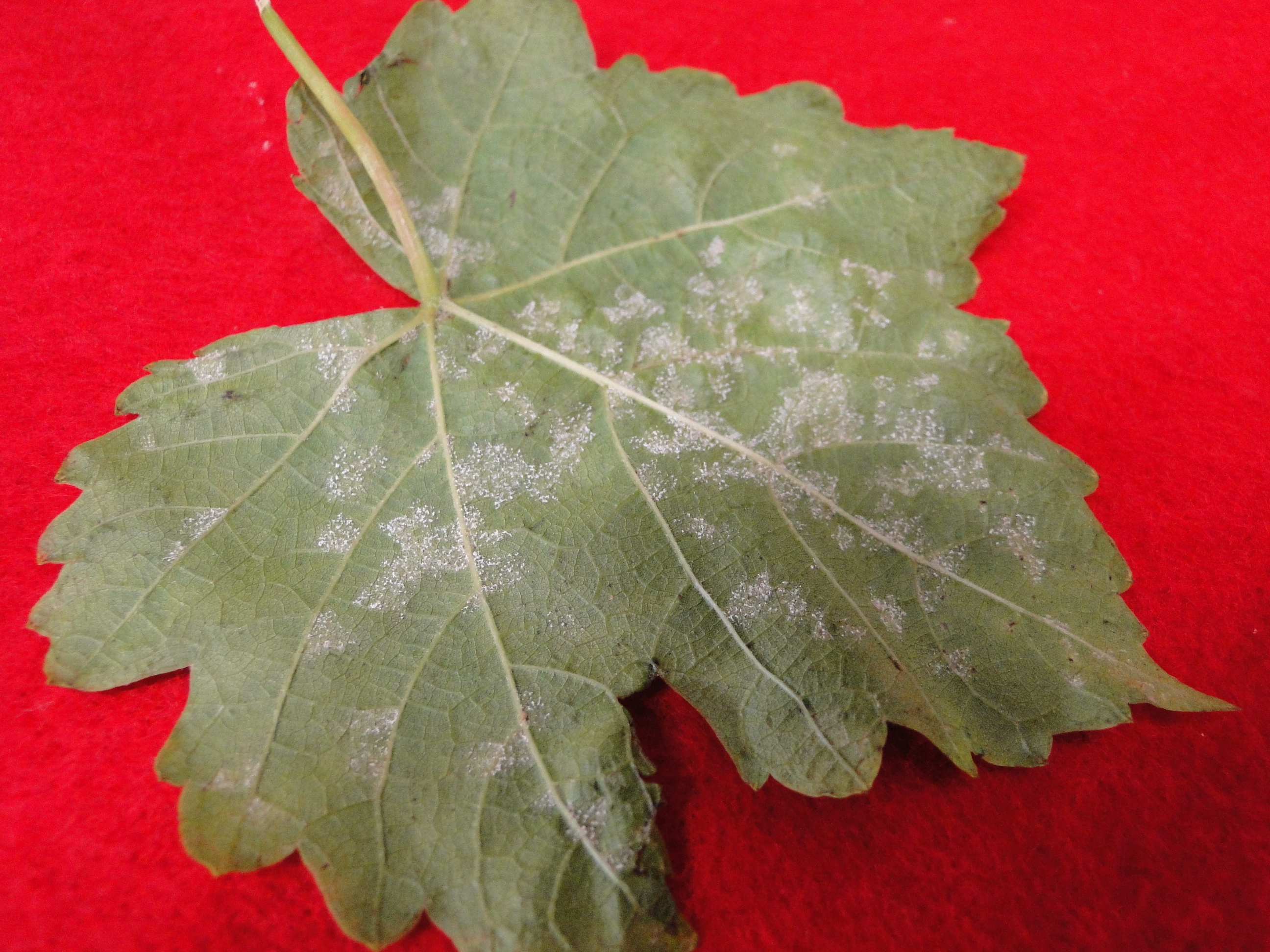 Downy mildew of grape with white mildew on the underside of a grape leaf