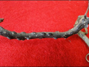 Eastern filbert blight with fungal fruiting structures on a stem