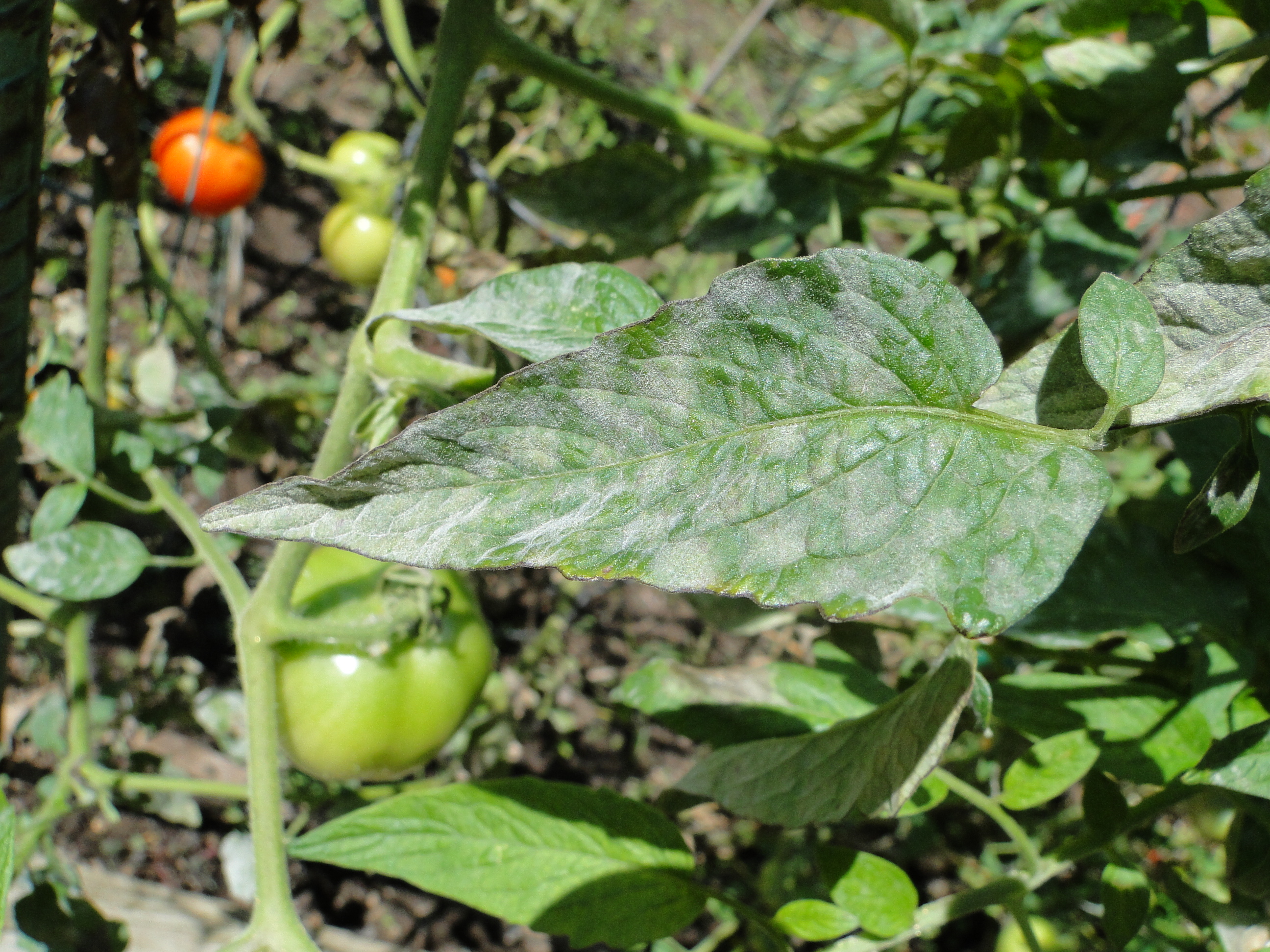 powdery mildew of tomato with white mold on the upper surface of ;eaves